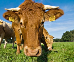 Animali e allevamenti